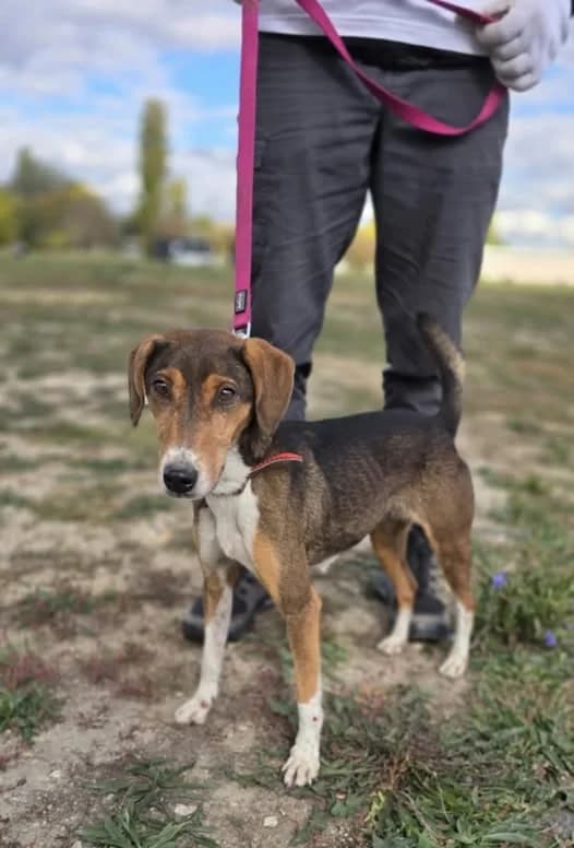 Nyunyu ♀ 🇭🇺, female 7yo Mixed Breed for adoption at Tierschutzverein Hundehilfe Hinterland e.V., Biedenkopf