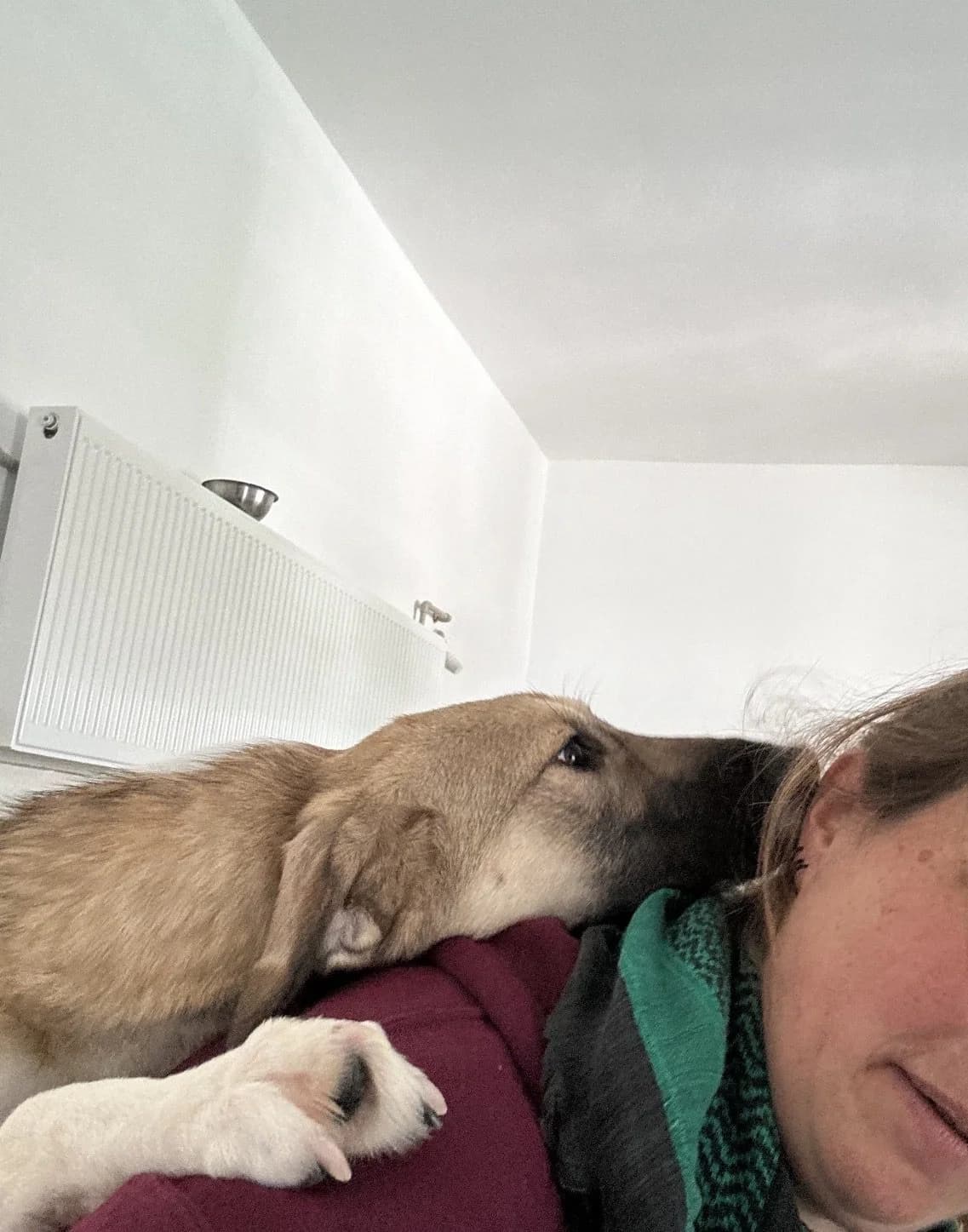 60514 ♀ 🇷🇴, female Mixed Breed for adoption at Tierschutzverein Hundehilfe Hinterland e.V., Biedenkopf