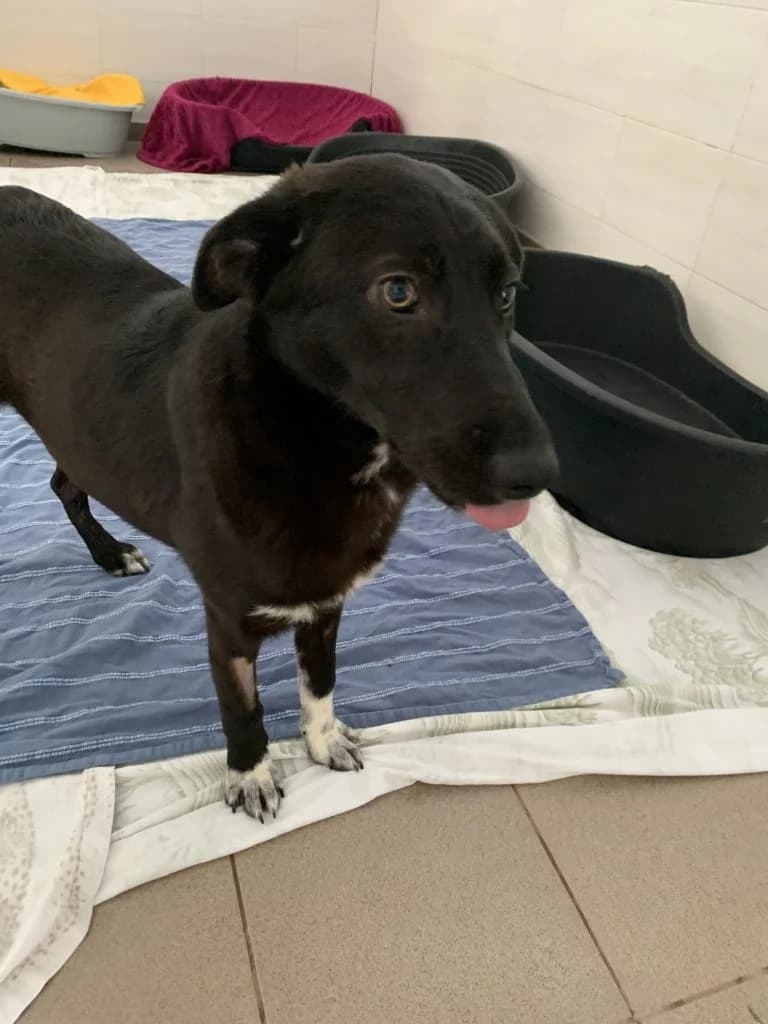 60520 ♀ 🇷🇴, female Mixed Breed for adoption at Tierschutzverein Hundehilfe Hinterland e.V., Biedenkopf