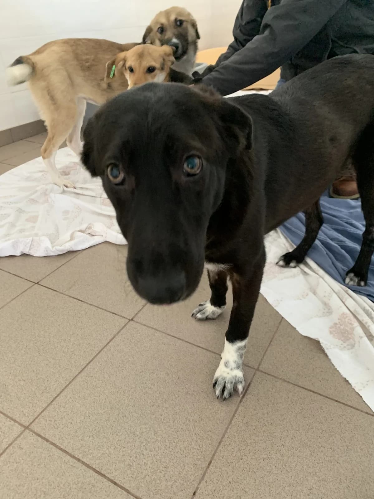 60520 ♀ 🇷🇴, female Mixed Breed for adoption at Tierschutzverein Hundehilfe Hinterland e.V., Biedenkopf