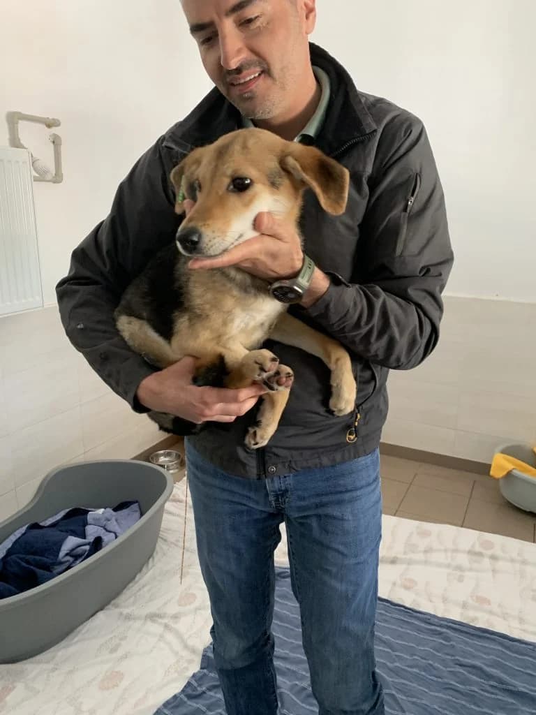 Tim (60153) ♂ 🇷🇴, male Mixed Breed for adoption at Tierschutzverein Hundehilfe Hinterland e.V., Biedenkopf