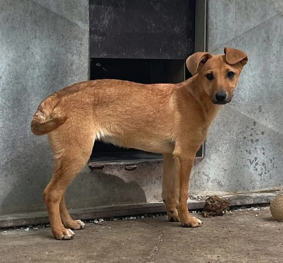 Lorena ♀ 🇭🇺, female puppy Mixed Breed for adoption at Tierschutzverein Hundehilfe Hinterland e.V., Biedenkopf