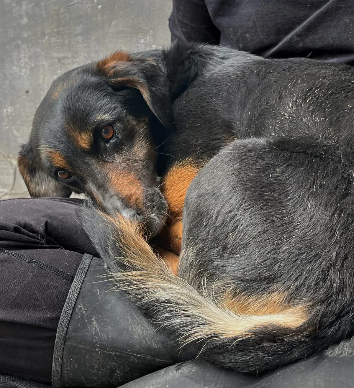 Meki ♀ 🇭🇺, female senior Mixed Breed for adoption at Tierschutzverein Hundehilfe Hinterland e.V., Biedenkopf