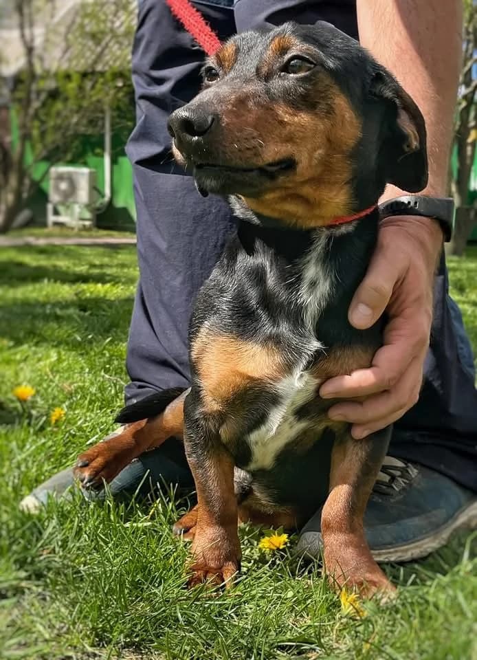 Borso ♂ 🇭🇺, male young Mixed Breed for adoption at Tierschutzverein Hundehilfe Hinterland e.V., Biedenkopf