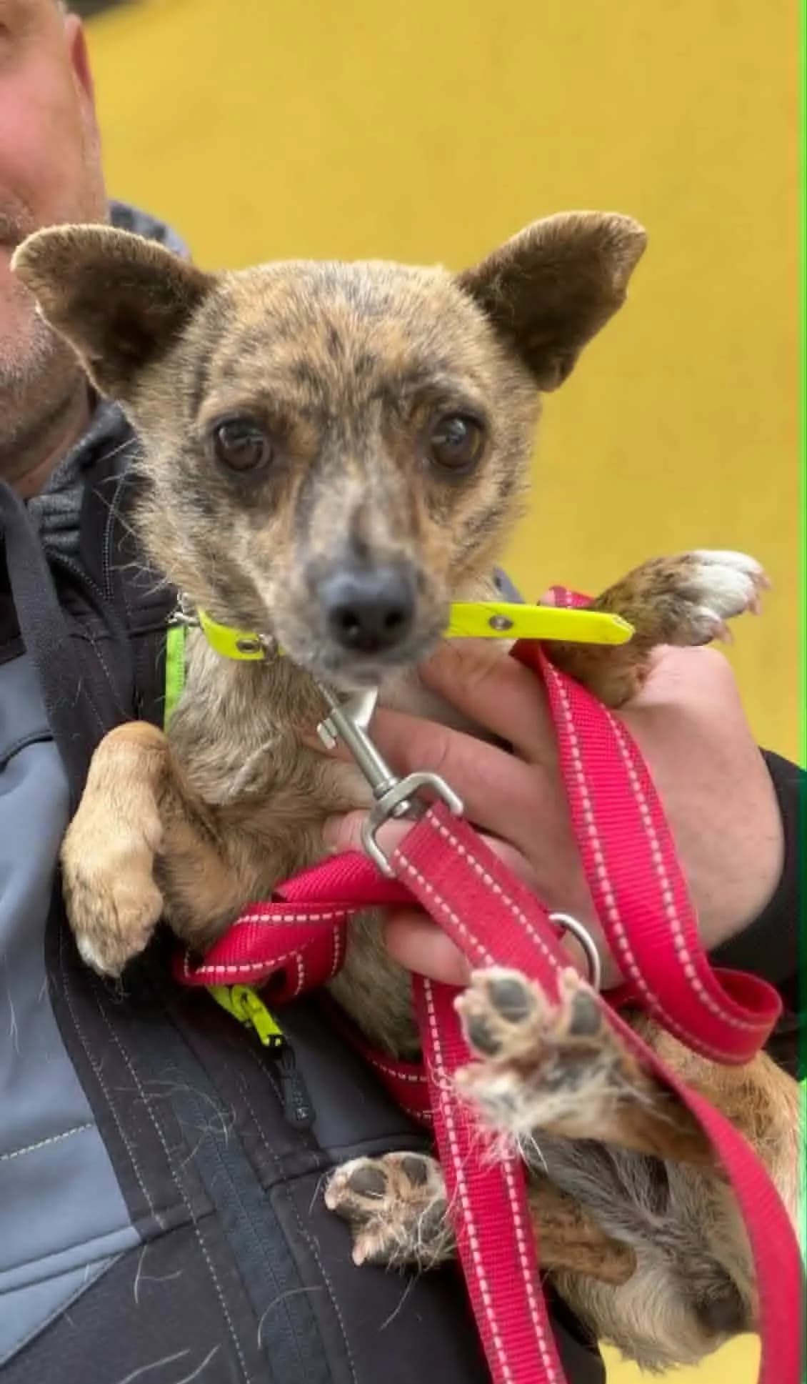 Petita ♀ 🇧🇬, female puppy Mixed Breed for adoption at Tierschutzverein Hundehilfe Hinterland e.V., Biedenkopf