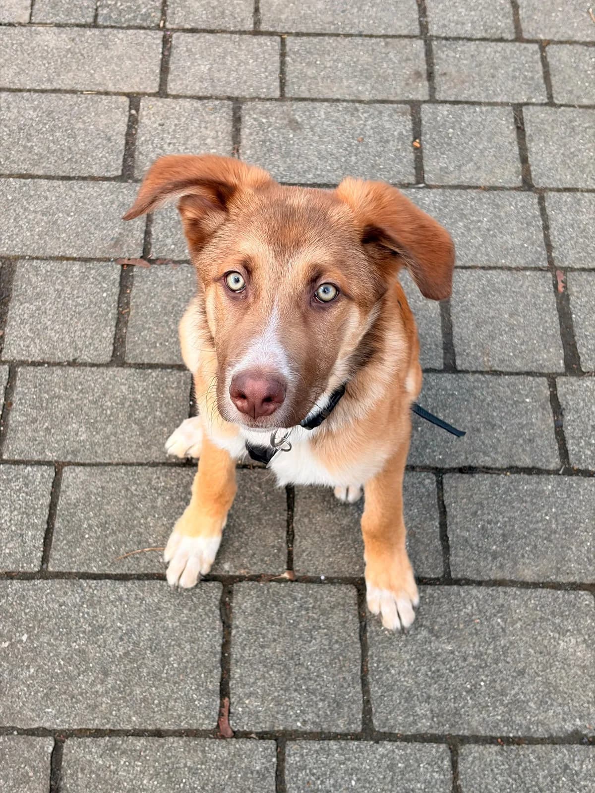 Vermittlungshilfe –, male Mixed Breed for adoption at Tierschutzverein Hundehilfe Hinterland e.V., Biedenkopf