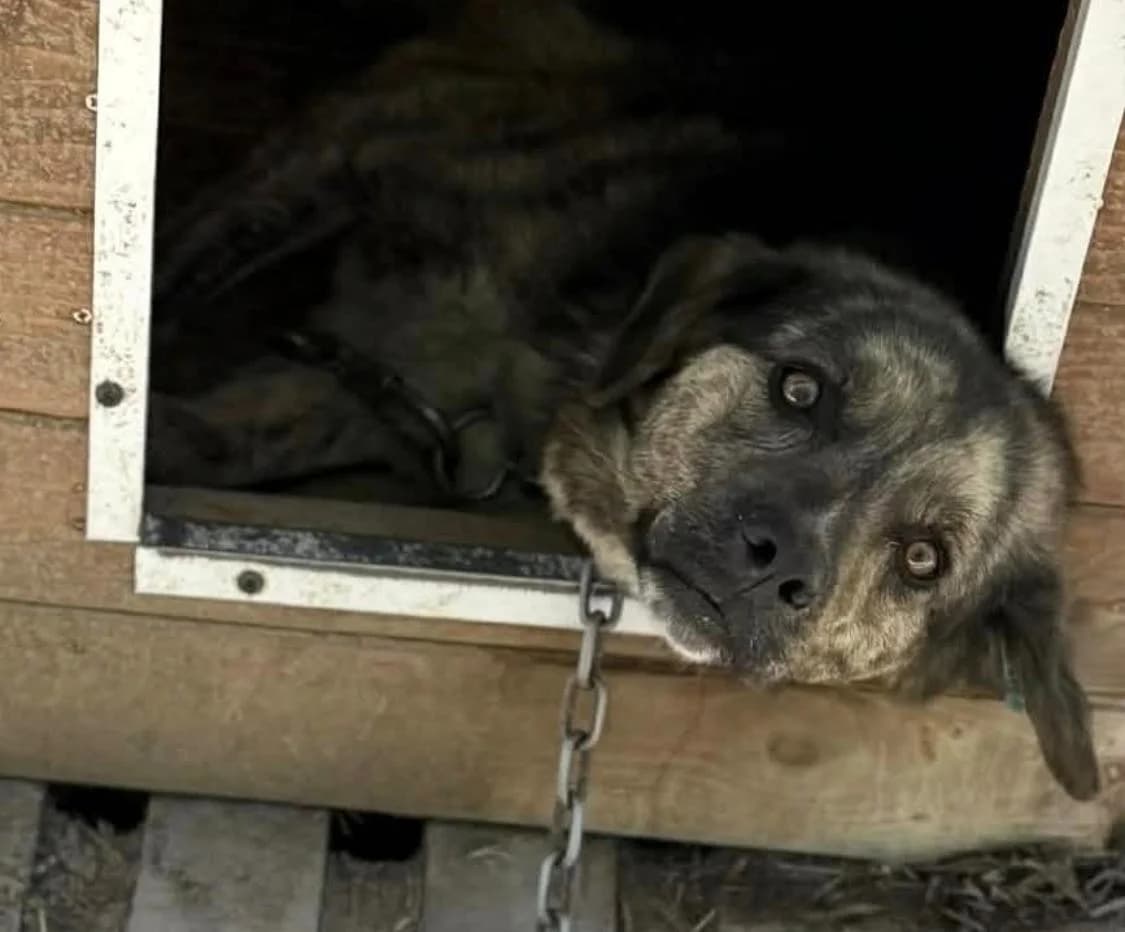 Lucky ♂ 🇧🇬, male 3yo Mixed Breed for adoption at Tierschutzverein Hundehilfe Hinterland e.V., Biedenkopf