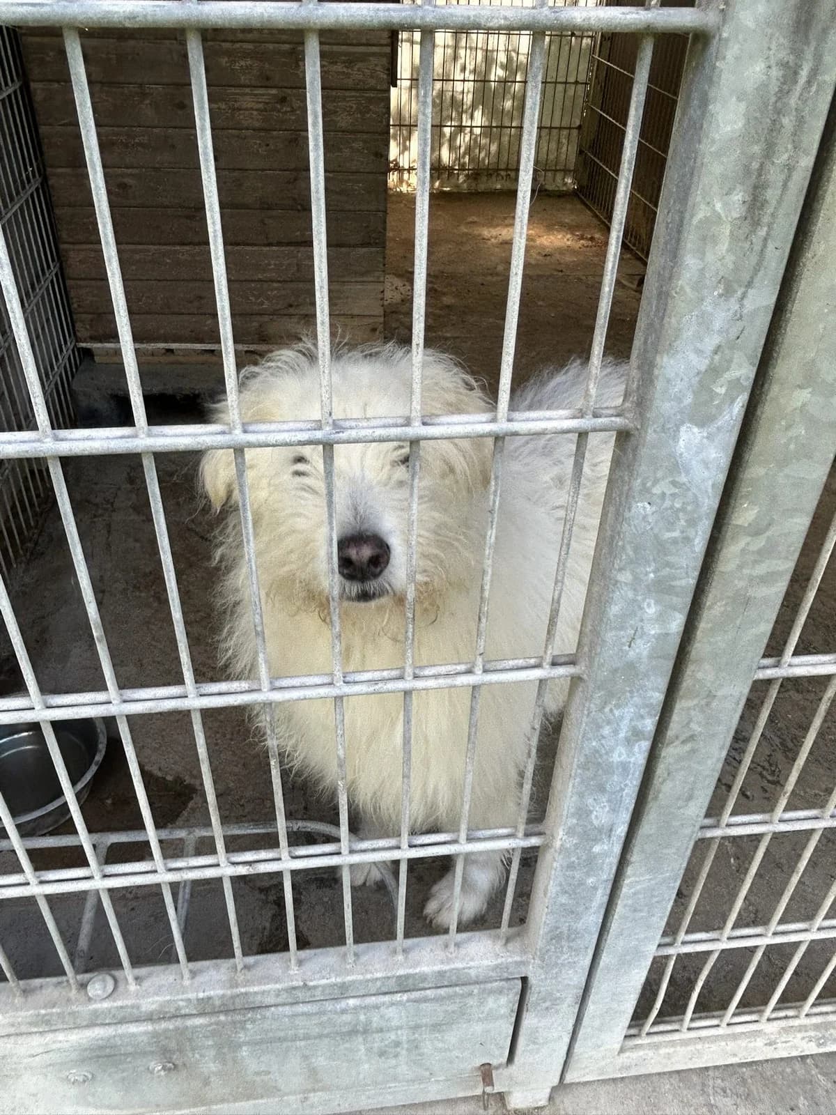 Tappancs ♂ 🇭🇺, male senior Mixed Breed for adoption at Tierschutzverein Hundehilfe Hinterland e.V., Biedenkopf