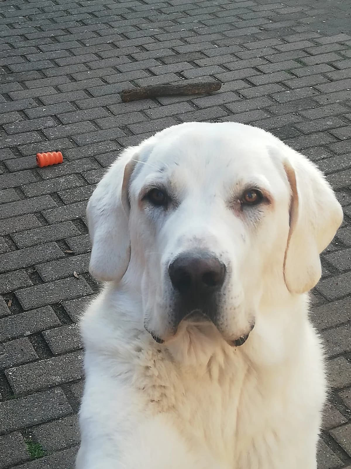 Vermittlungshilfe –, male mixed breed for adoption at Tierschutzverein Hundehilfe Hinterland e.V., Biedenkopf