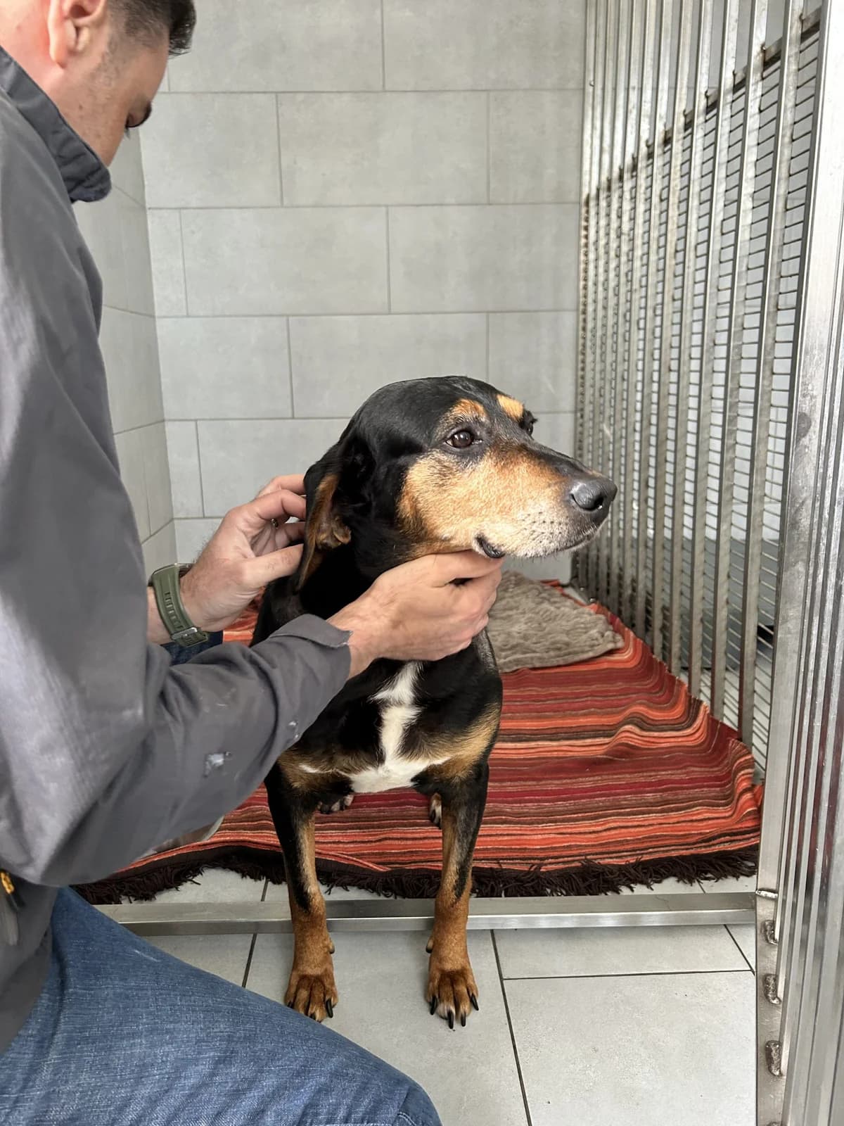 Amira ♀ 🇷🇴, female 6yo Mixed Breed for adoption at Tierschutzverein Hundehilfe Hinterland e.V., Biedenkopf