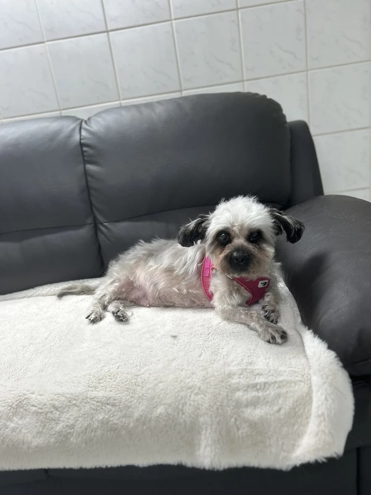Amy ♀ 🇩🇪, female Mixed Breed for adoption at Tierschutzverein Hundehilfe Hinterland e.V., Biedenkopf