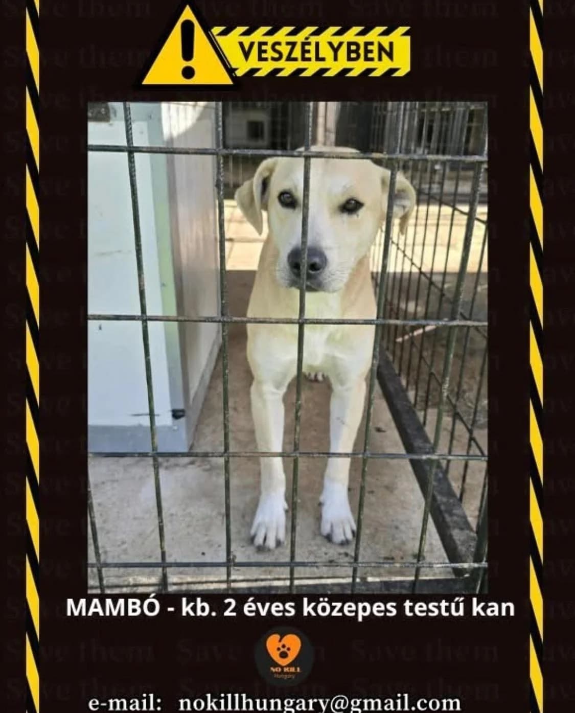 Mambo ♂ 🇭🇺, male 5yo Mixed Breed for adoption at Tierschutzverein Hundehilfe Hinterland e.V., Biedenkopf