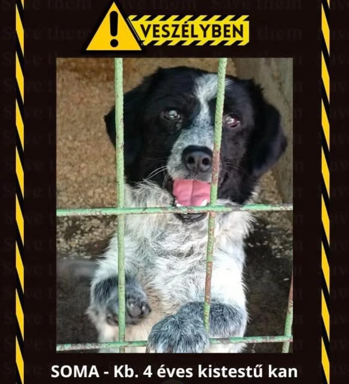 Soma ♀ 🇭🇺, male 4yo Mixed Breed for adoption at Tierschutzverein Hundehilfe Hinterland e.V., Biedenkopf