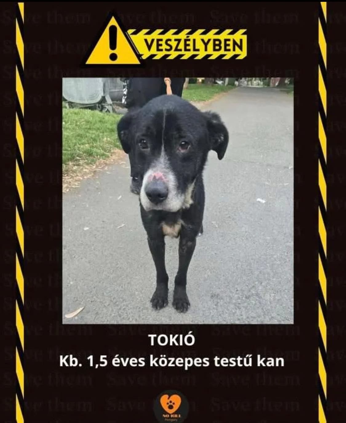 Tokio ♂ 🇭🇺, male 5yo Mixed Breed for adoption at Tierschutzverein Hundehilfe Hinterland e.V., Biedenkopf