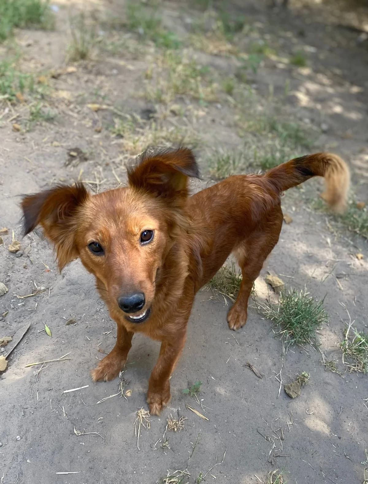 Lujzi ♀ 🇩🇪, female young Mixed Breed for adoption at Tierschutzverein Hundehilfe Hinterland e.V., Biedenkopf