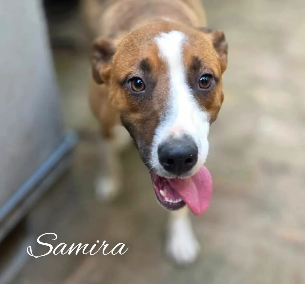 Samira ♀ 🇭🇺, female 5yo Mixed Breed for adoption at Tierschutzverein Hundehilfe Hinterland e.V., Biedenkopf