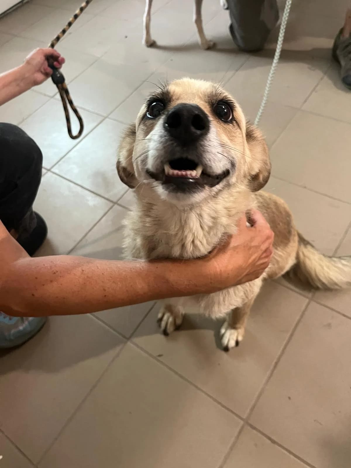 Milli ♀ 🇭🇺, female young Mixed Breed for adoption at Tierschutzverein Hundehilfe Hinterland e.V., Biedenkopf