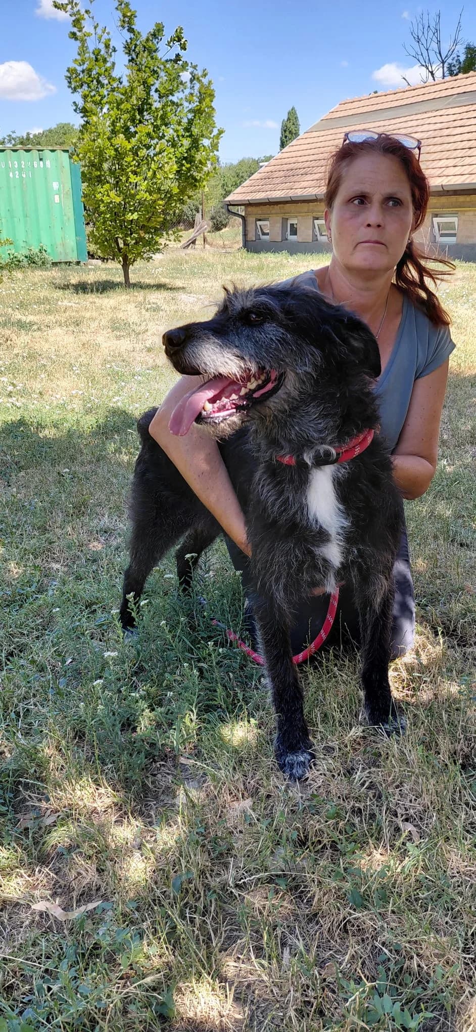 Butor ♂ 🇭🇺, male Mixed Breed for adoption at Tierschutzverein Hundehilfe Hinterland e.V., Biedenkopf