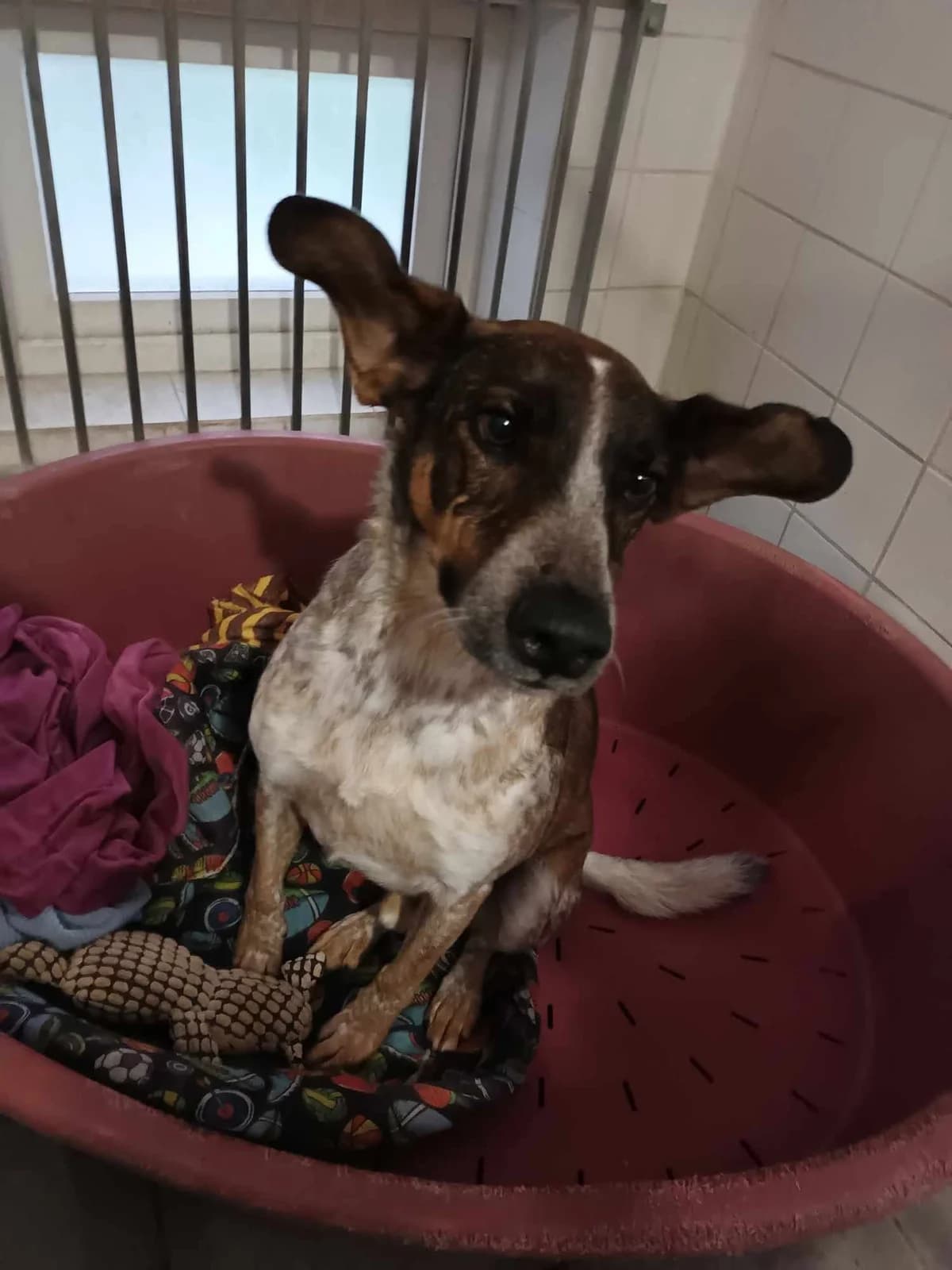 Liam ♂ 🇭🇺, male senior Mixed Breed for adoption at Tierschutzverein Hundehilfe Hinterland e.V., Biedenkopf