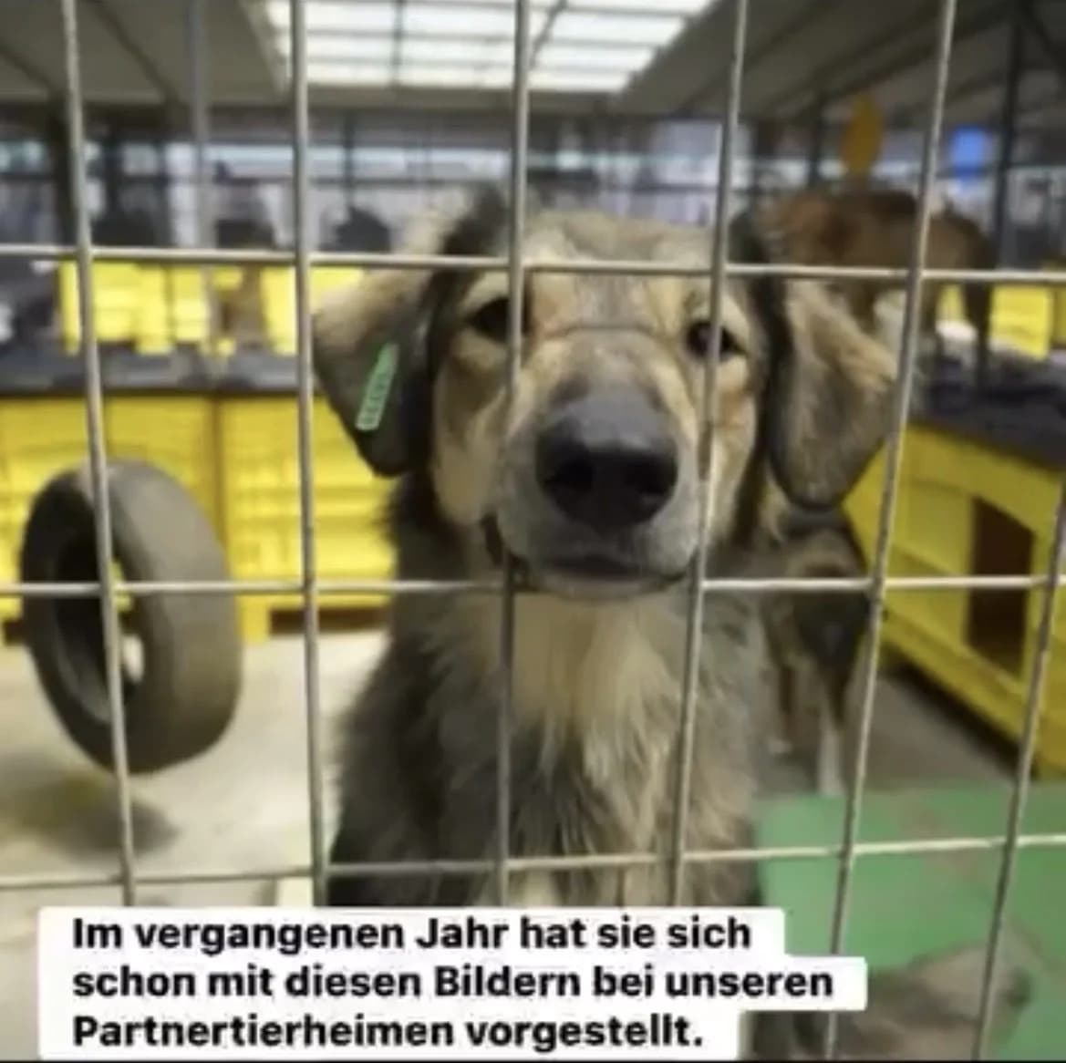 Goppie ♀ 🇷🇴, female young Mixed Breed for adoption at Tierschutzverein Hundehilfe Hinterland e.V., Biedenkopf