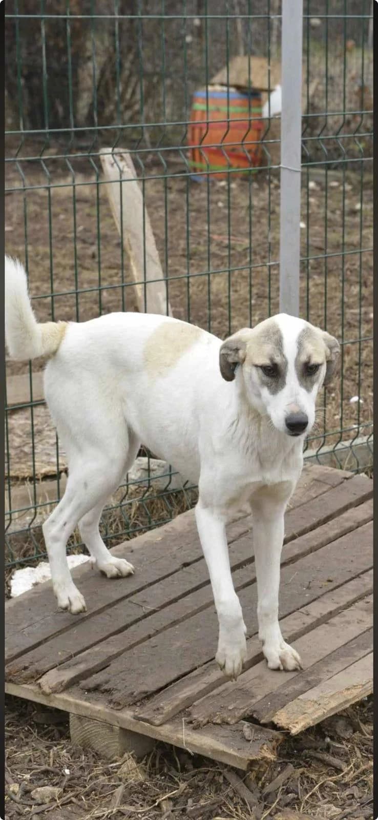 Coco ♀ 🇧🇬, female senior Mixed Breed for adoption at Tierschutzverein Hundehilfe Hinterland e.V., Biedenkopf