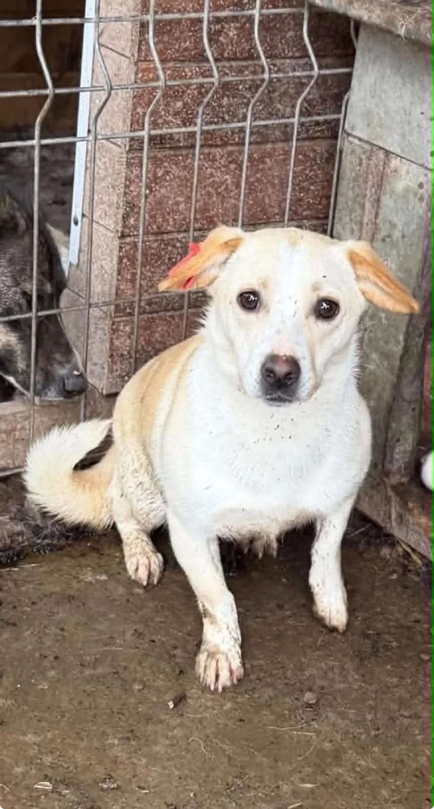 Carlotta ♀ 🇧🇬, female young Mixed Breed for adoption at Tierschutzverein Hundehilfe Hinterland e.V., Biedenkopf