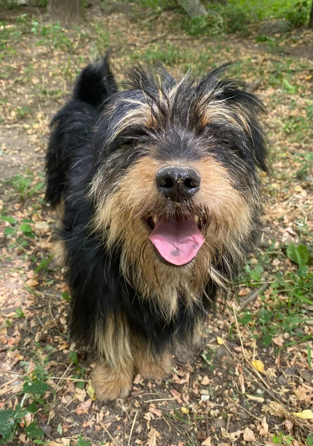 Gömbi ♂ 🇭🇺, male 3yo Mixed Breed for adoption at Tierschutzverein Hundehilfe Hinterland e.V., Biedenkopf
