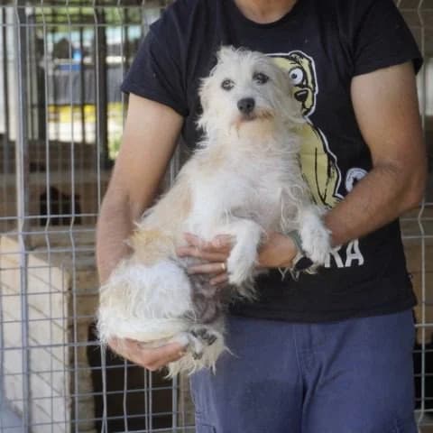 Franzi (Rimma) ♀ 🇩🇪, female 5yo Mixed Breed for adoption at Tierschutzverein Hundehilfe Hinterland e.V., Biedenkopf
