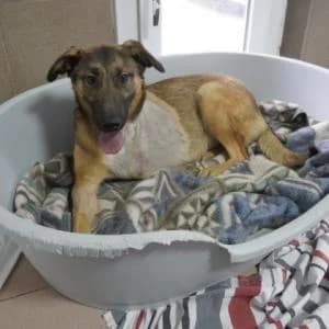 Lilly ♀ 🇷🇴, female 4yo Mixed Breed for adoption at Tierschutzverein Hundehilfe Hinterland e.V., Biedenkopf