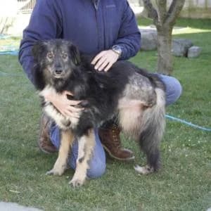 Alexia ♀ 🇷🇴, female 4yo Mixed Breed for adoption at Tierschutzverein Hundehilfe Hinterland e.V., Biedenkopf