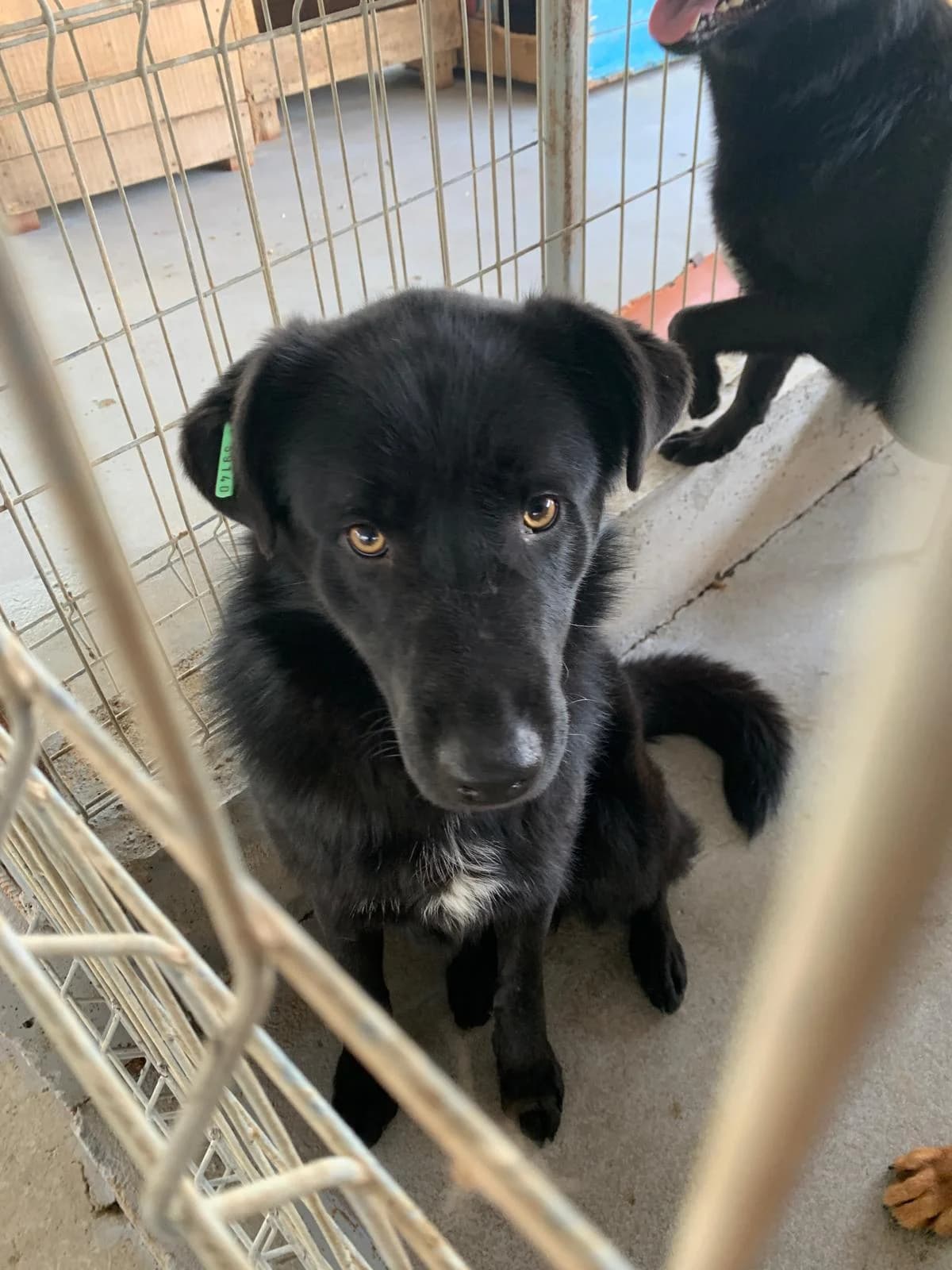 Arges ♂ 🇷🇴, male 3yo Mixed Breed for adoption at Tierschutzverein Hundehilfe Hinterland e.V., Biedenkopf