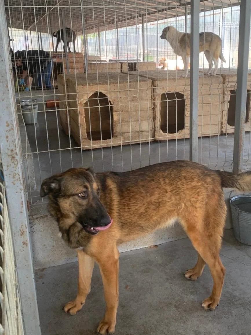 Atia ♀ 🇷🇴, female Mixed Breed for adoption at Tierschutzverein Hundehilfe Hinterland e.V., Biedenkopf