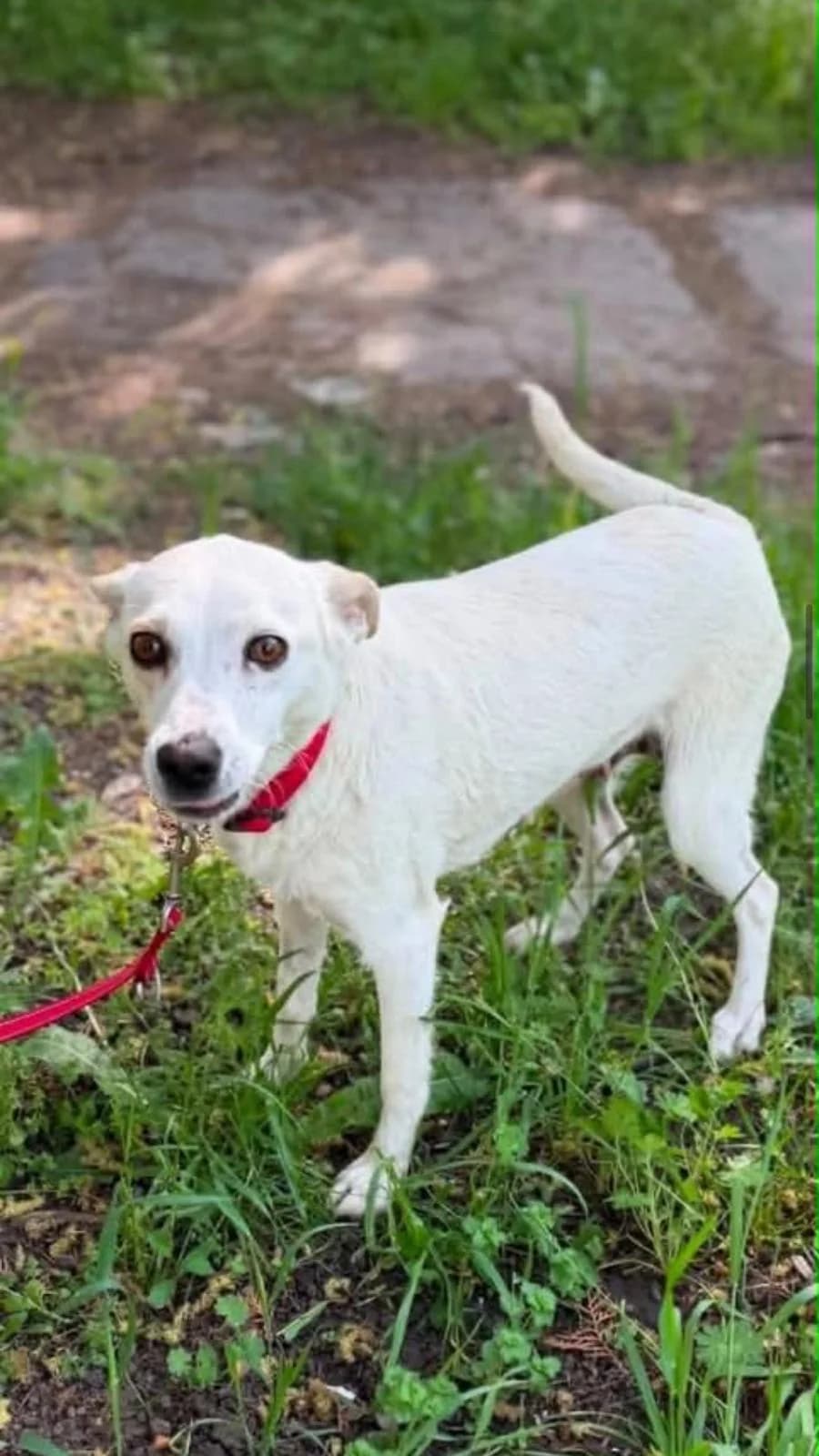 Tiffy ♀ 🇩🇪, female 3yo Mixed Breed for adoption at Tierschutzverein Hundehilfe Hinterland e.V., Biedenkopf