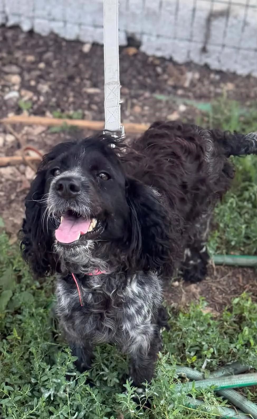 Minna ♂ 🇩🇪, female senior Mixed Breed for adoption at Tierschutzverein Hundehilfe Hinterland e.V., Biedenkopf