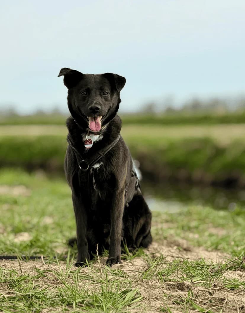 Vermittlungshilfe –, male Mixed Breed for adoption at Tierschutzverein Hundehilfe Hinterland e.V., Biedenkopf