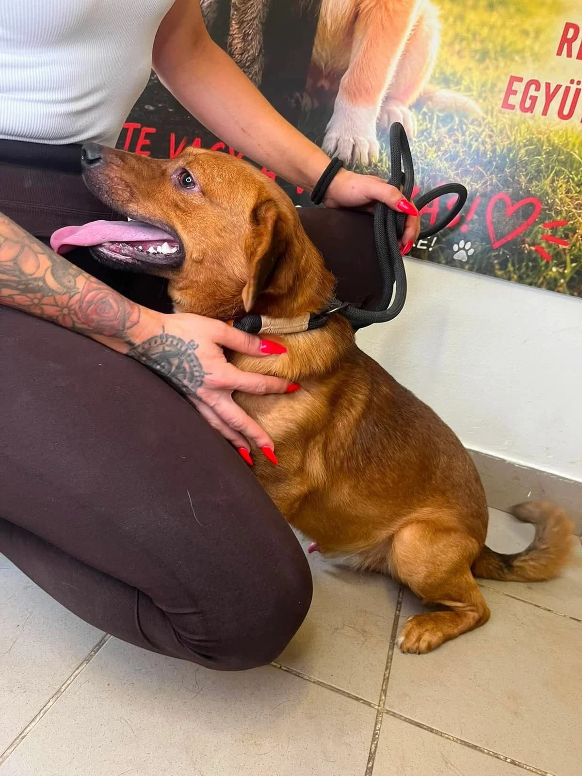 Franky ♂ 🇭🇺, male 3yo Mixed Breed for adoption at Tierschutzverein Hundehilfe Hinterland e.V., Biedenkopf
