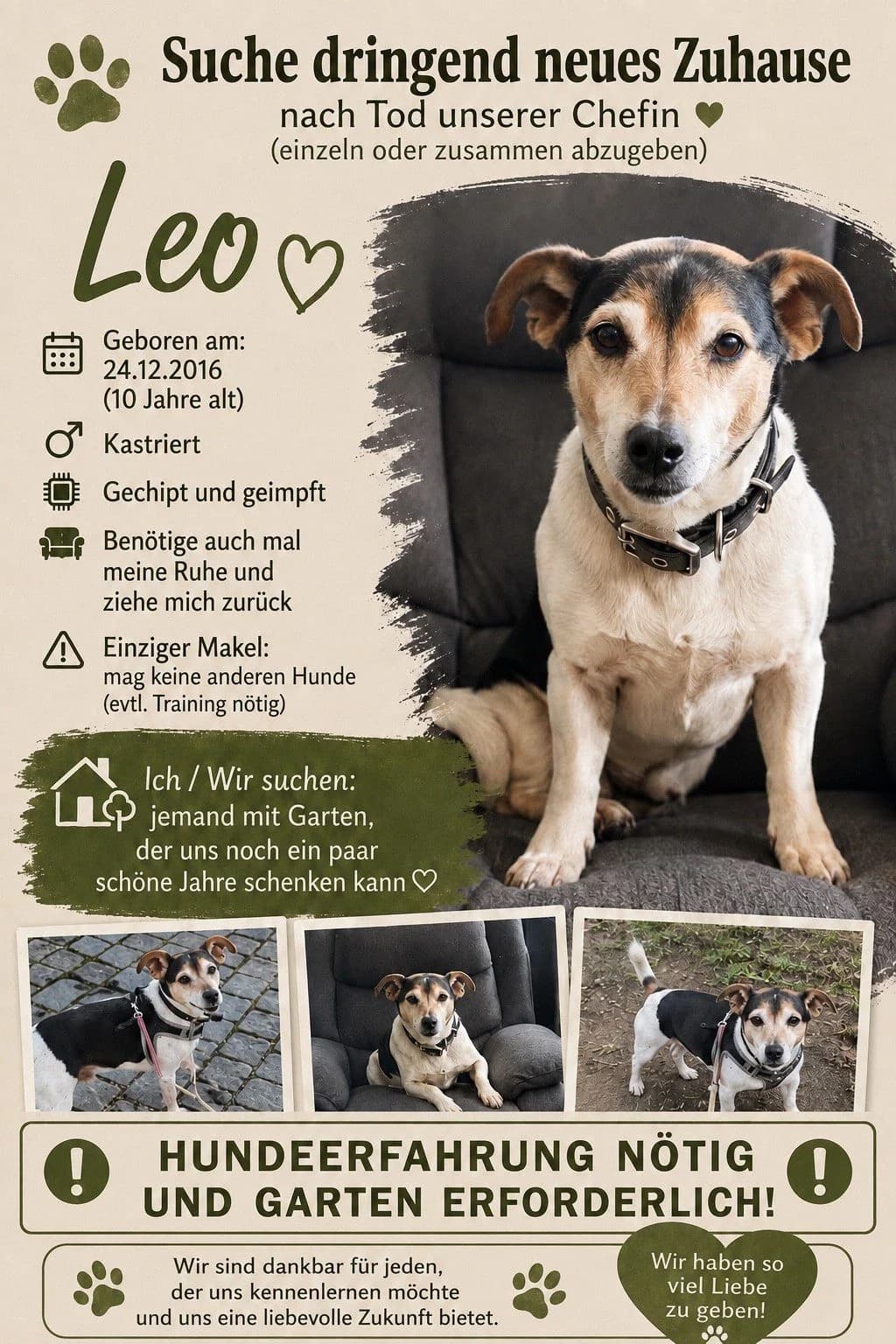 Vermittlungshilfe –, male senior Mixed Breed for adoption at Tierschutzverein Hundehilfe Hinterland e.V., Biedenkopf