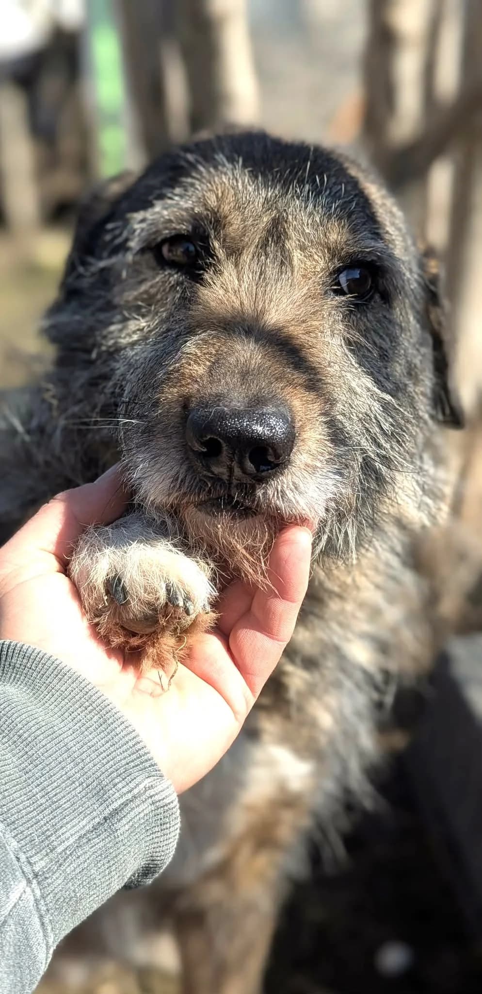 Honey ♀ 🇧🇬, female Mixed Breed for adoption at Tierschutzverein Hundehilfe Hinterland e.V., Biedenkopf