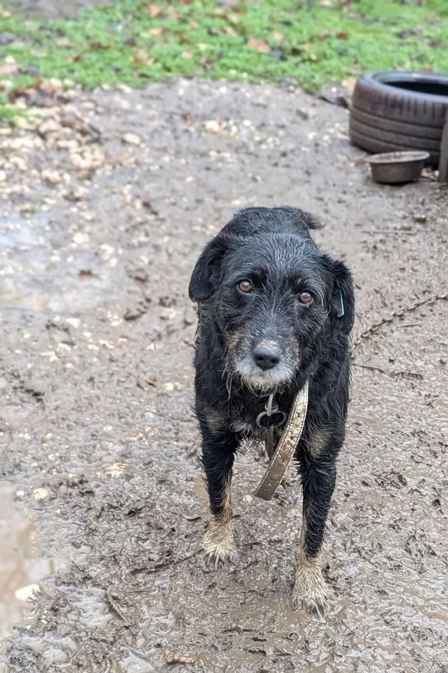Smokey ♂ 🇧🇬, male senior Mixed Breed for adoption at Tierschutzverein Hundehilfe Hinterland e.V., Biedenkopf