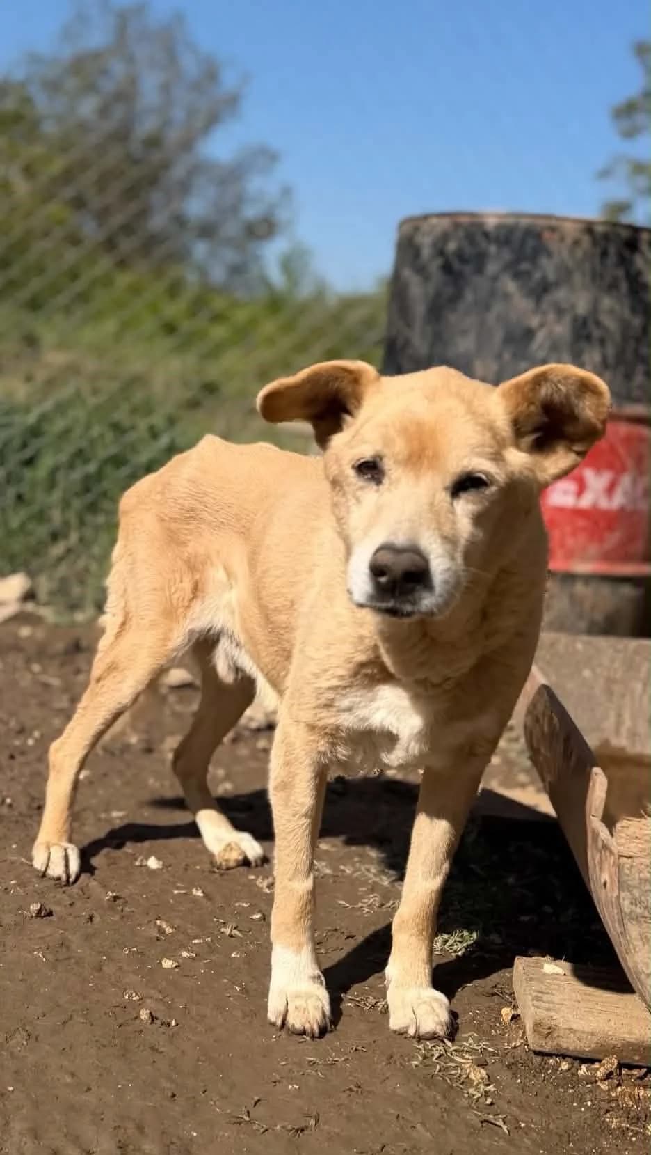 Diego ♂ 🇧🇬, male senior Mixed Breed for adoption at Tierschutzverein Hundehilfe Hinterland e.V., Biedenkopf