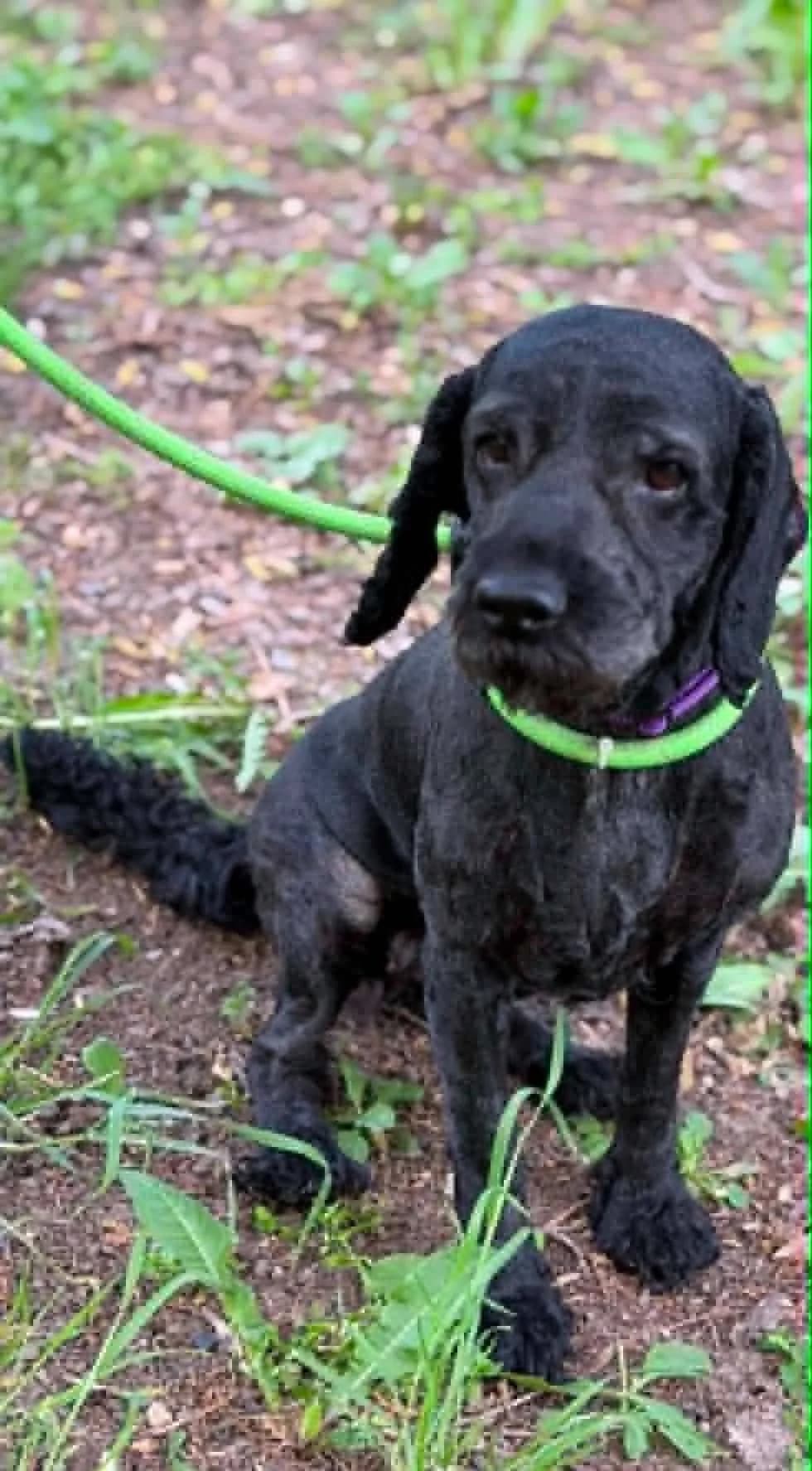 Betty ♀ 🇧🇬, female senior Mixed Breed for adoption at Tierschutzverein Hundehilfe Hinterland e.V., Biedenkopf