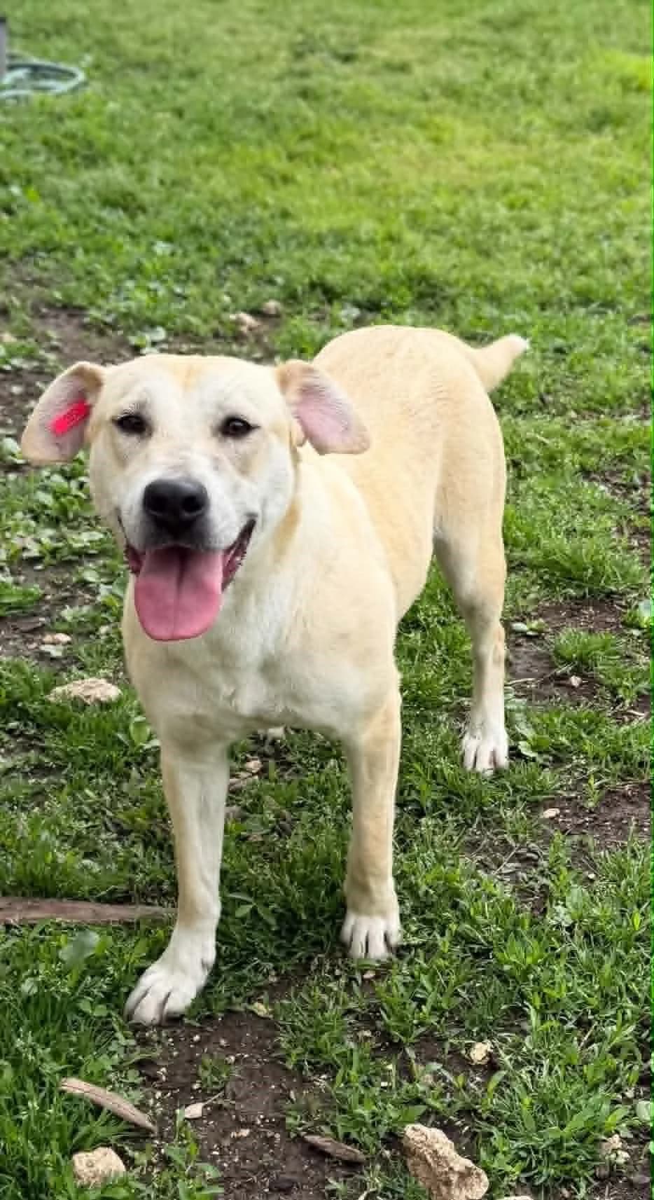 Bounty ♀ 🇧🇬, female senior Mixed Breed for adoption at Tierschutzverein Hundehilfe Hinterland e.V., Biedenkopf