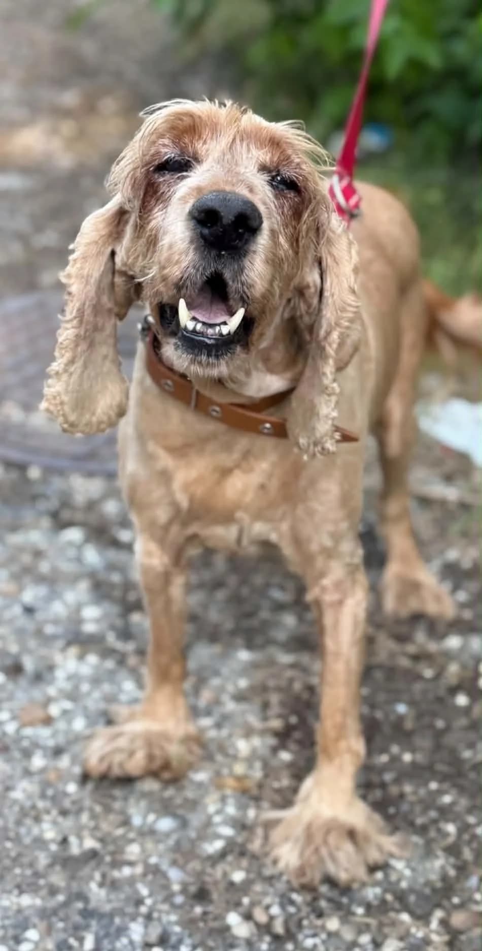 Lionel ♂ 🇧🇬, male senior Mixed Breed for adoption at Tierschutzverein Hundehilfe Hinterland e.V., Biedenkopf