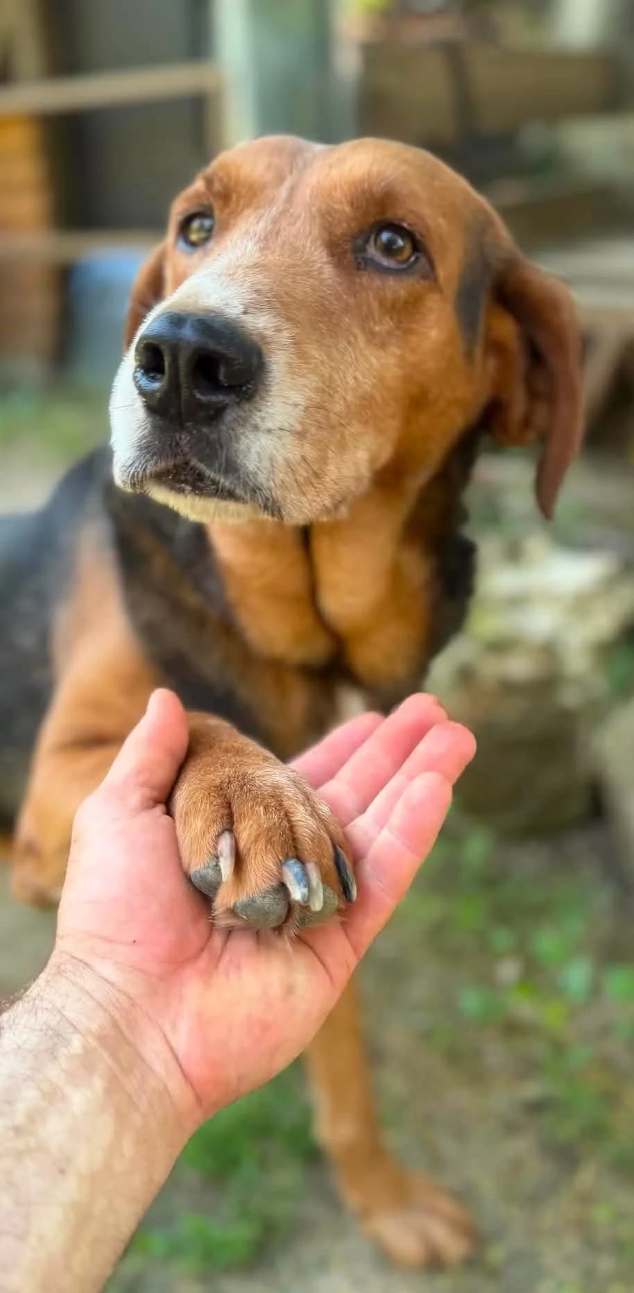 Poncio ♂ 🇧🇬, male senior Mixed Breed for adoption at Tierschutzverein Hundehilfe Hinterland e.V., Biedenkopf