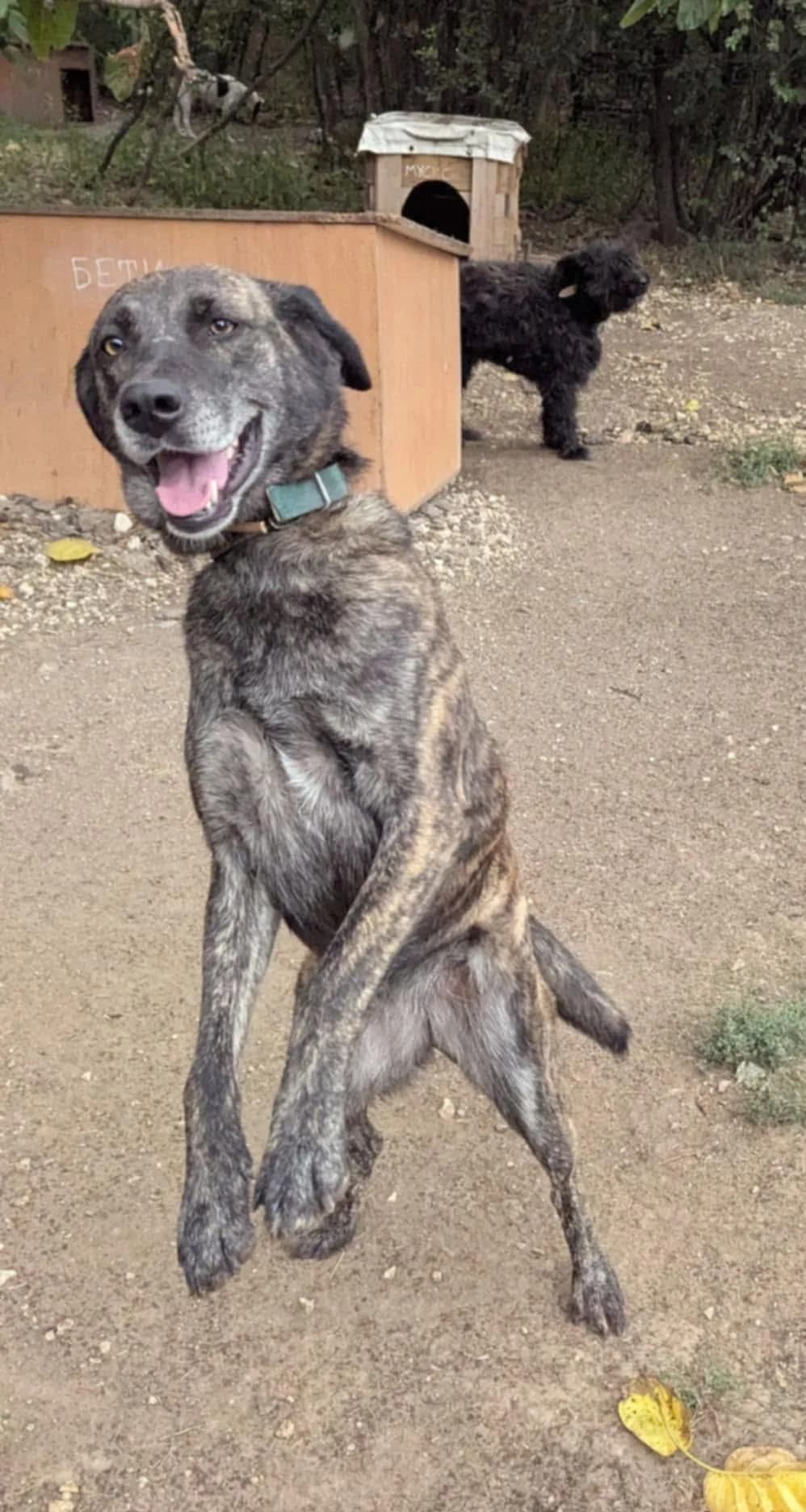 Ella ♀ 🇧🇬, female senior Mixed Breed for adoption at Tierschutzverein Hundehilfe Hinterland e.V., Biedenkopf