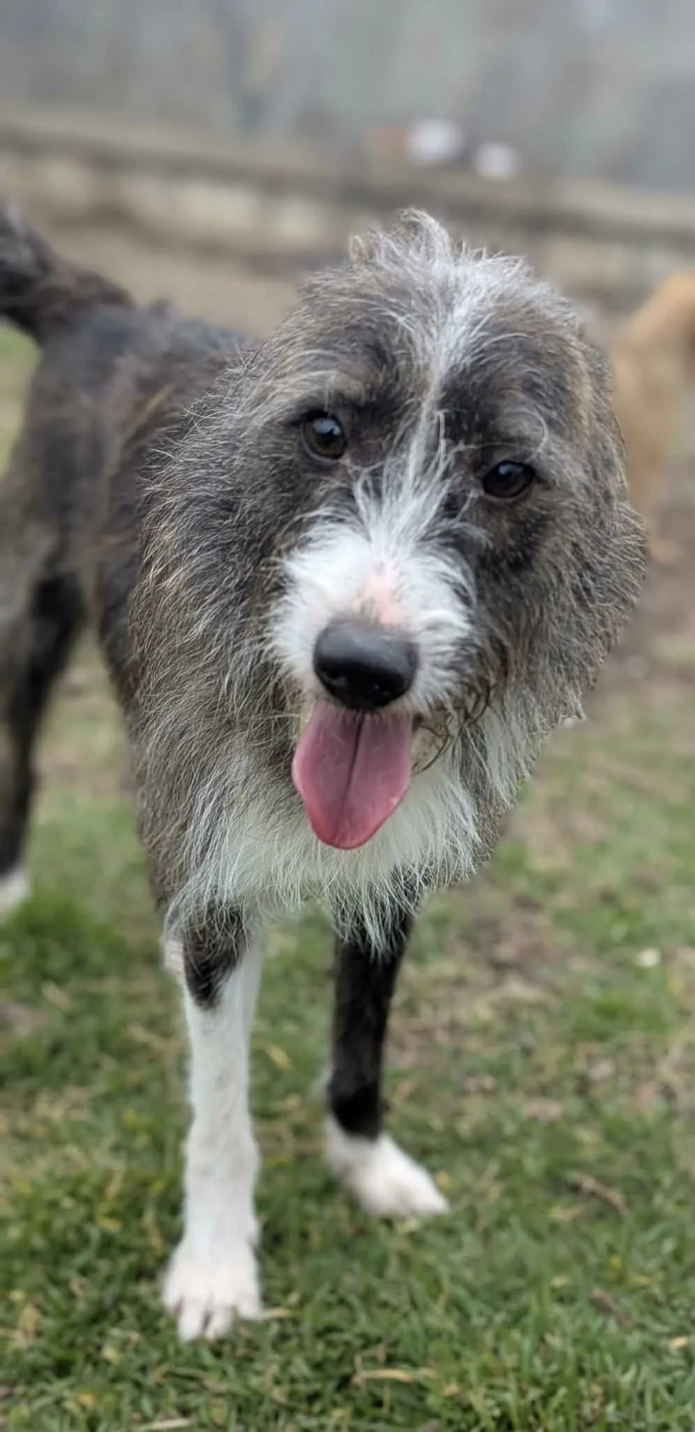 Marvel ♂ 🇧🇬, male senior Mixed Breed for adoption at Tierschutzverein Hundehilfe Hinterland e.V., Biedenkopf