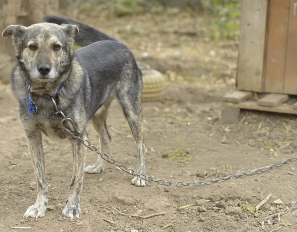 Gino ♂ 🇧🇬, male senior Mixed Breed for adoption at Tierschutzverein Hundehilfe Hinterland e.V., Biedenkopf
