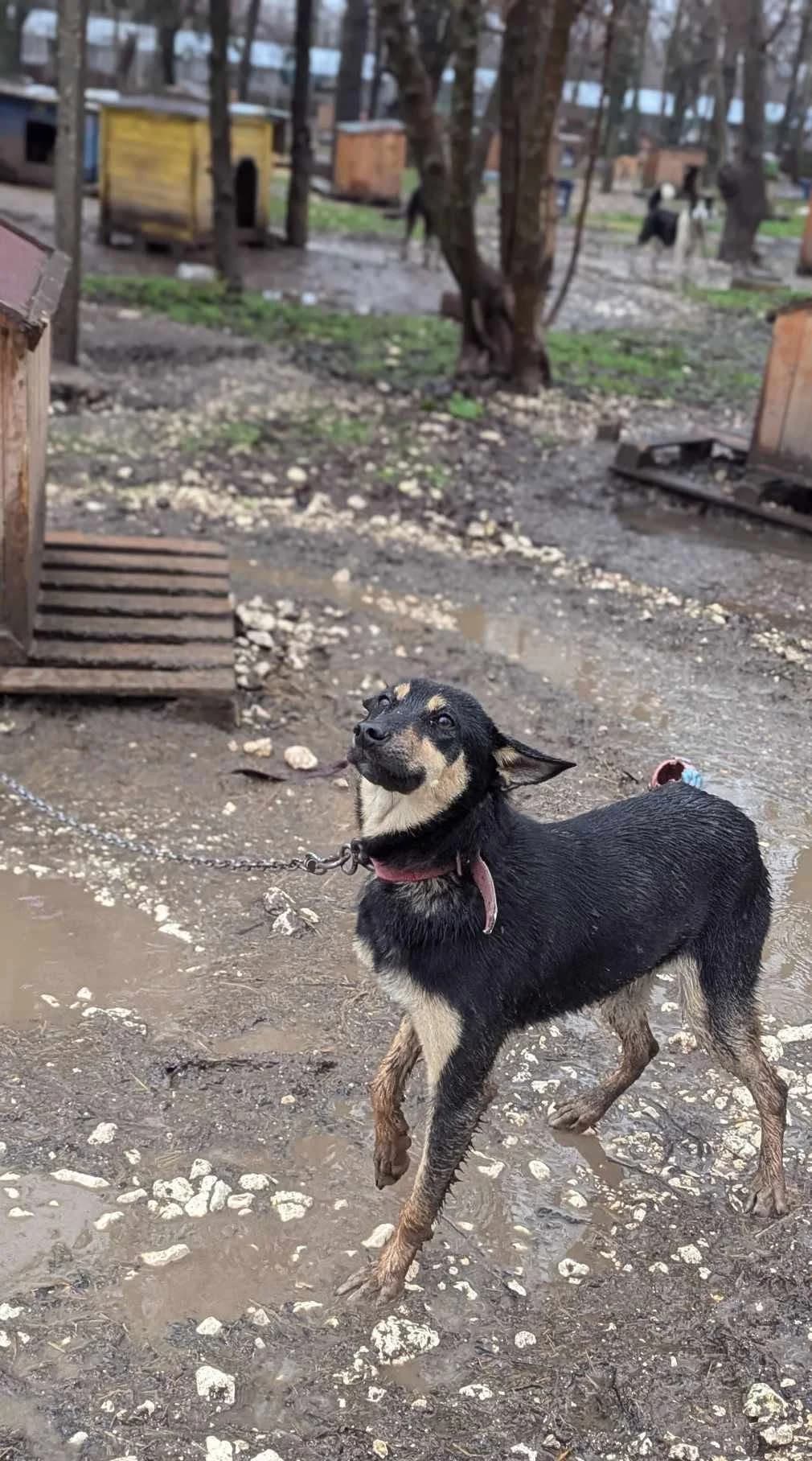 Anouscha ♀ 🇧🇬, female senior Mixed Breed for adoption at Tierschutzverein Hundehilfe Hinterland e.V., Biedenkopf