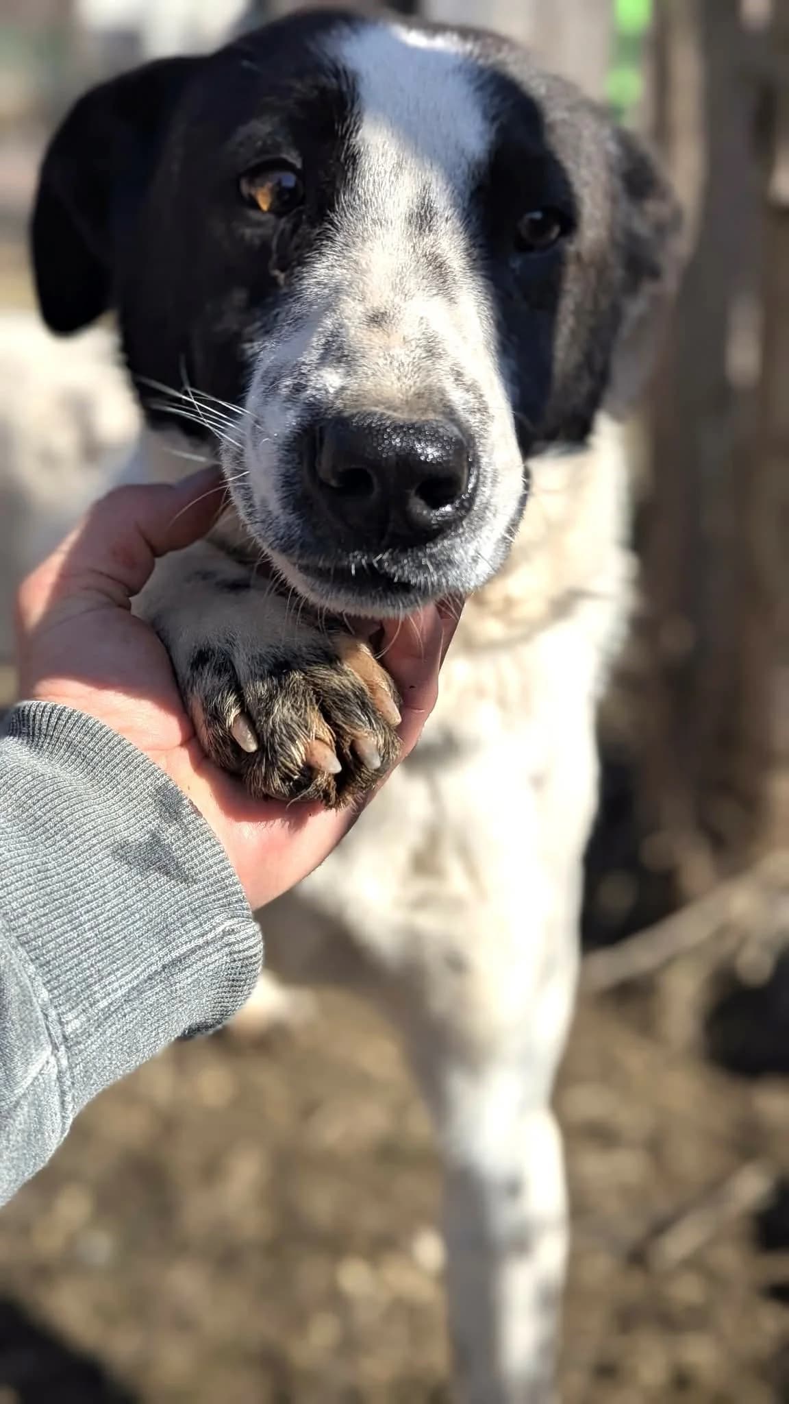 Odell ♂ 🇧🇬, male 5yo Mixed Breed for adoption at Tierschutzverein Hundehilfe Hinterland e.V., Biedenkopf