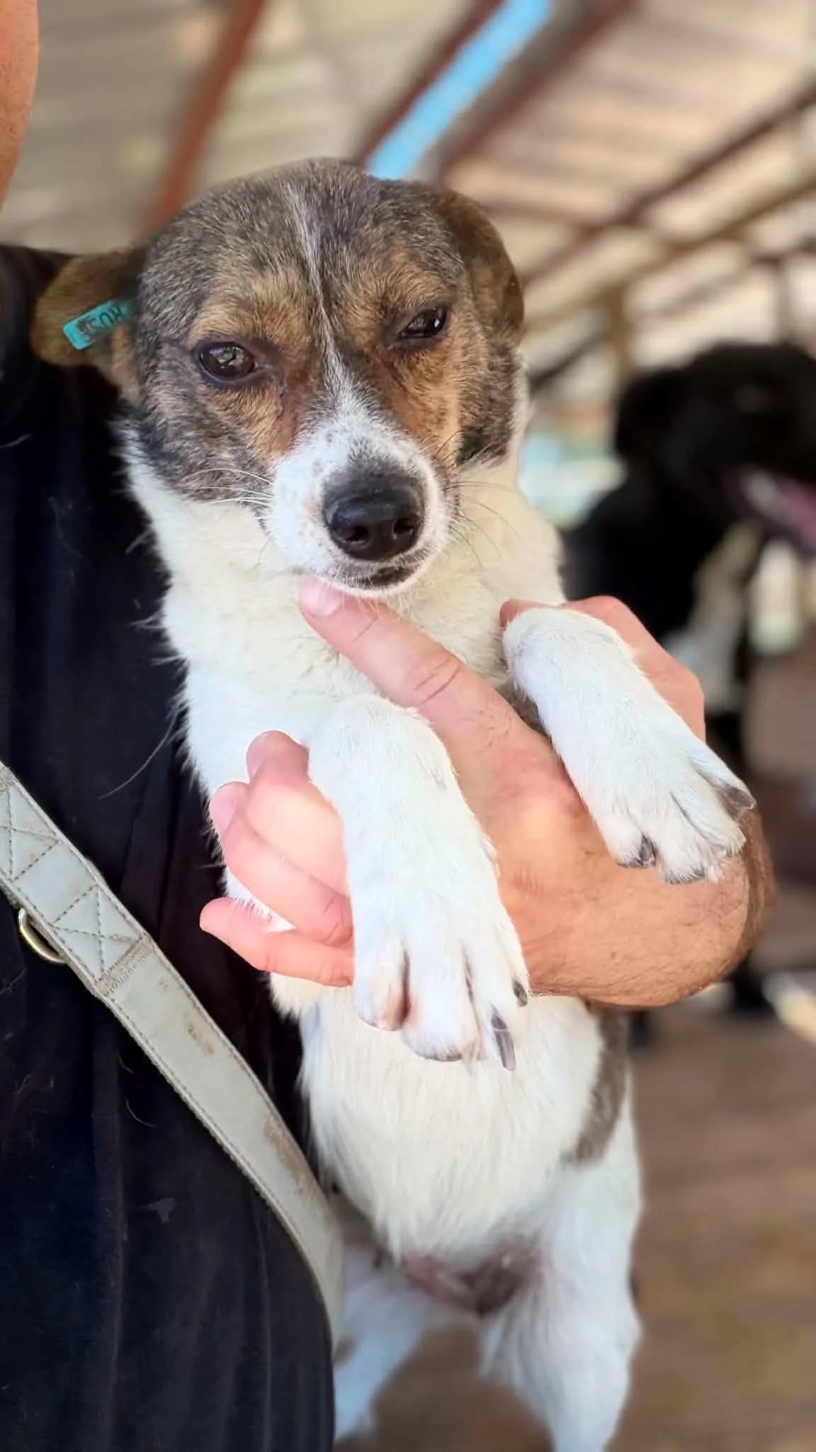 Rosa ♀ 🇧🇬, female senior Mixed Breed for adoption at Tierschutzverein Hundehilfe Hinterland e.V., Biedenkopf
